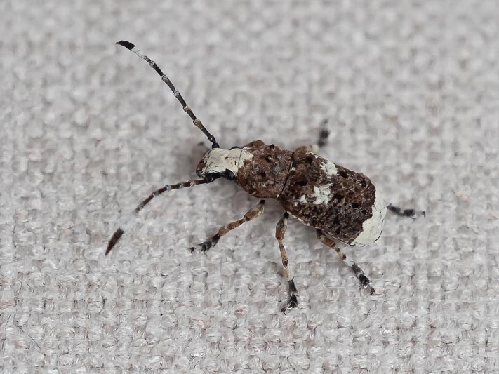 Platystomos albinus (Bird-dropping Weevil).jpg